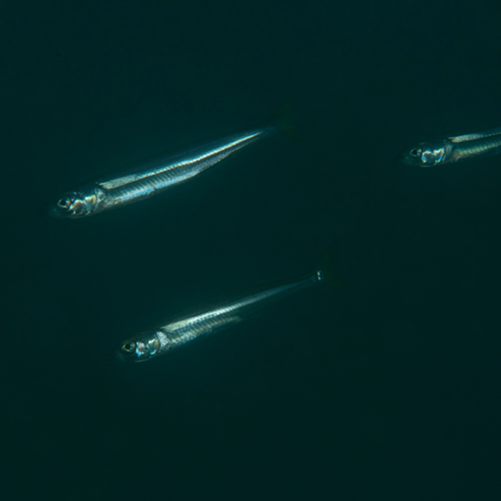 Anchoveta, especie que habita la Reserva de Paracas