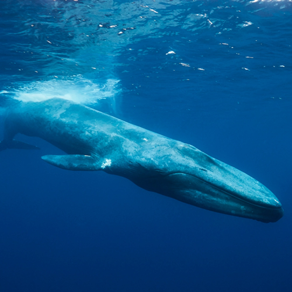 Ballena Azul, especie amenazada que transita la Dorsal de Nasca