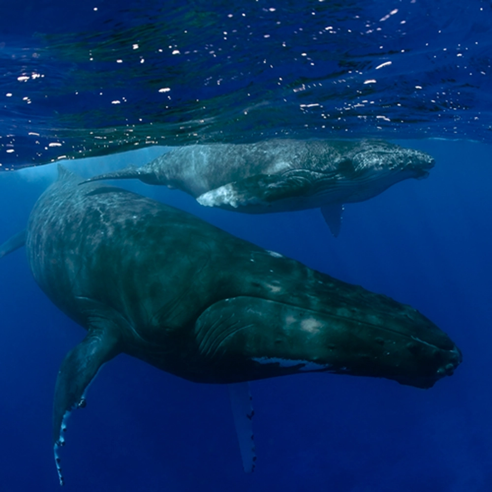 Ballena Jorobada, especie amenazada que transita la Dorsal de Nasca