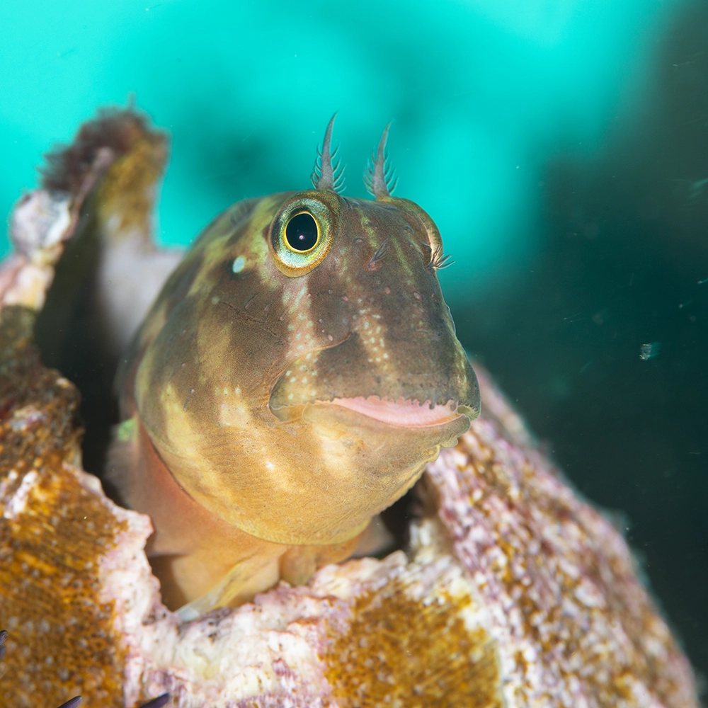 Borrachito, especie que habita la Reserva de Paracas