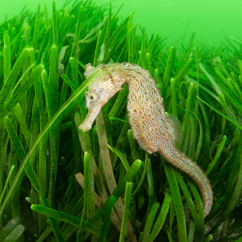 Caballito de Mar, especie que habita el Mar Pacífico Tropical