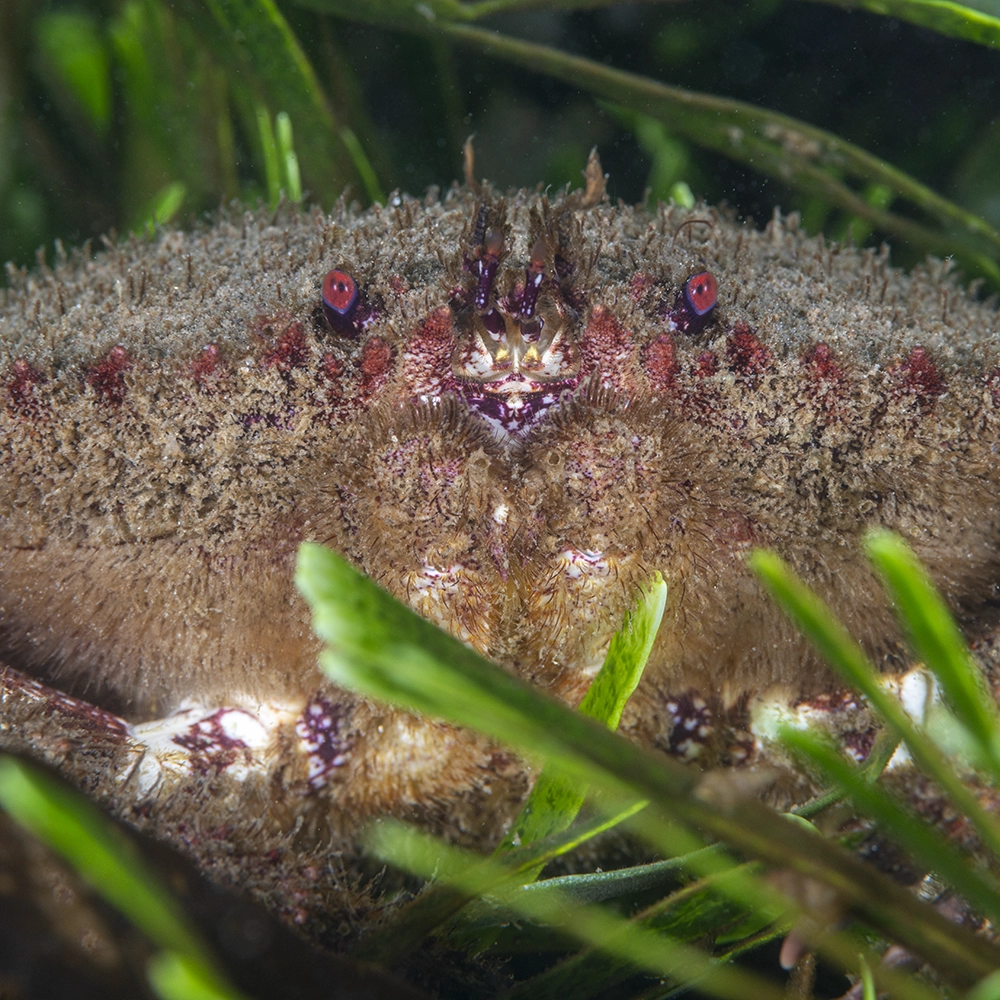 Cangrejo Peludo, especie que habita la Reserva de Paracas