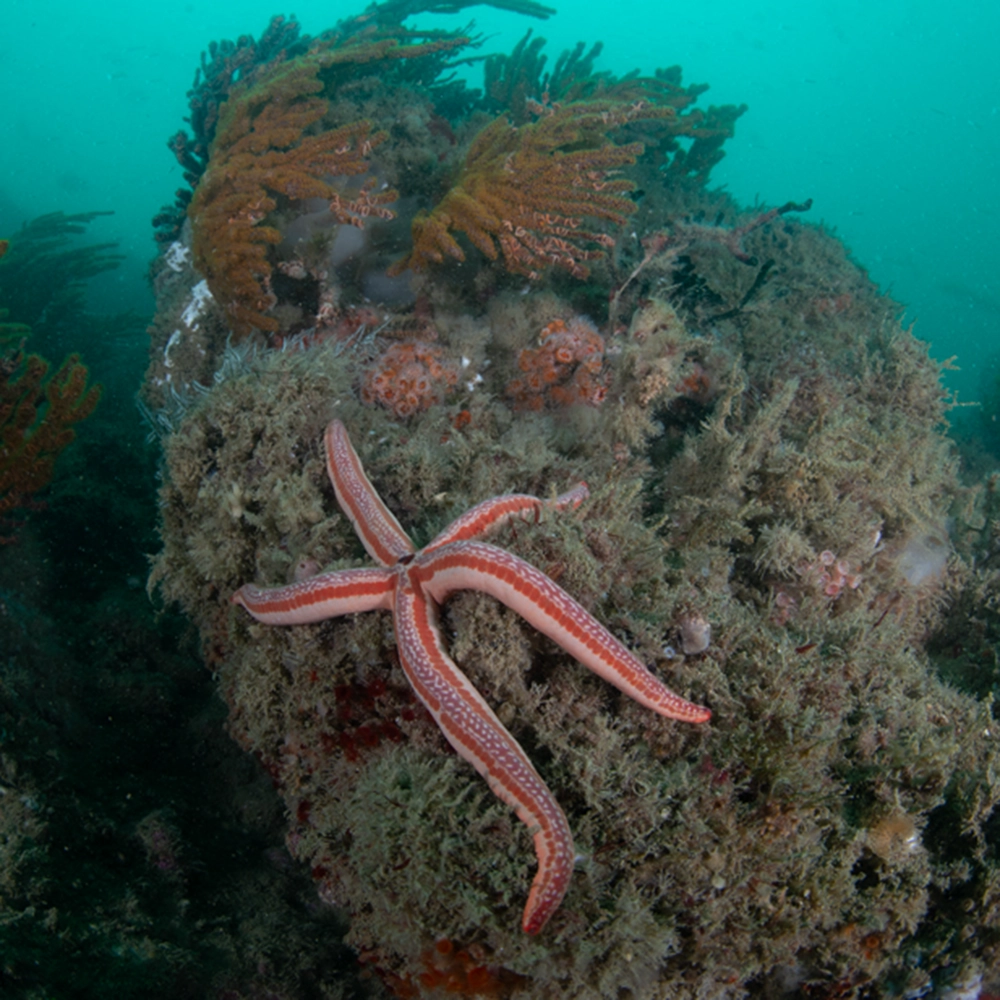 Estrella Rayada, especie que habita el Mar Pacífico Tropical