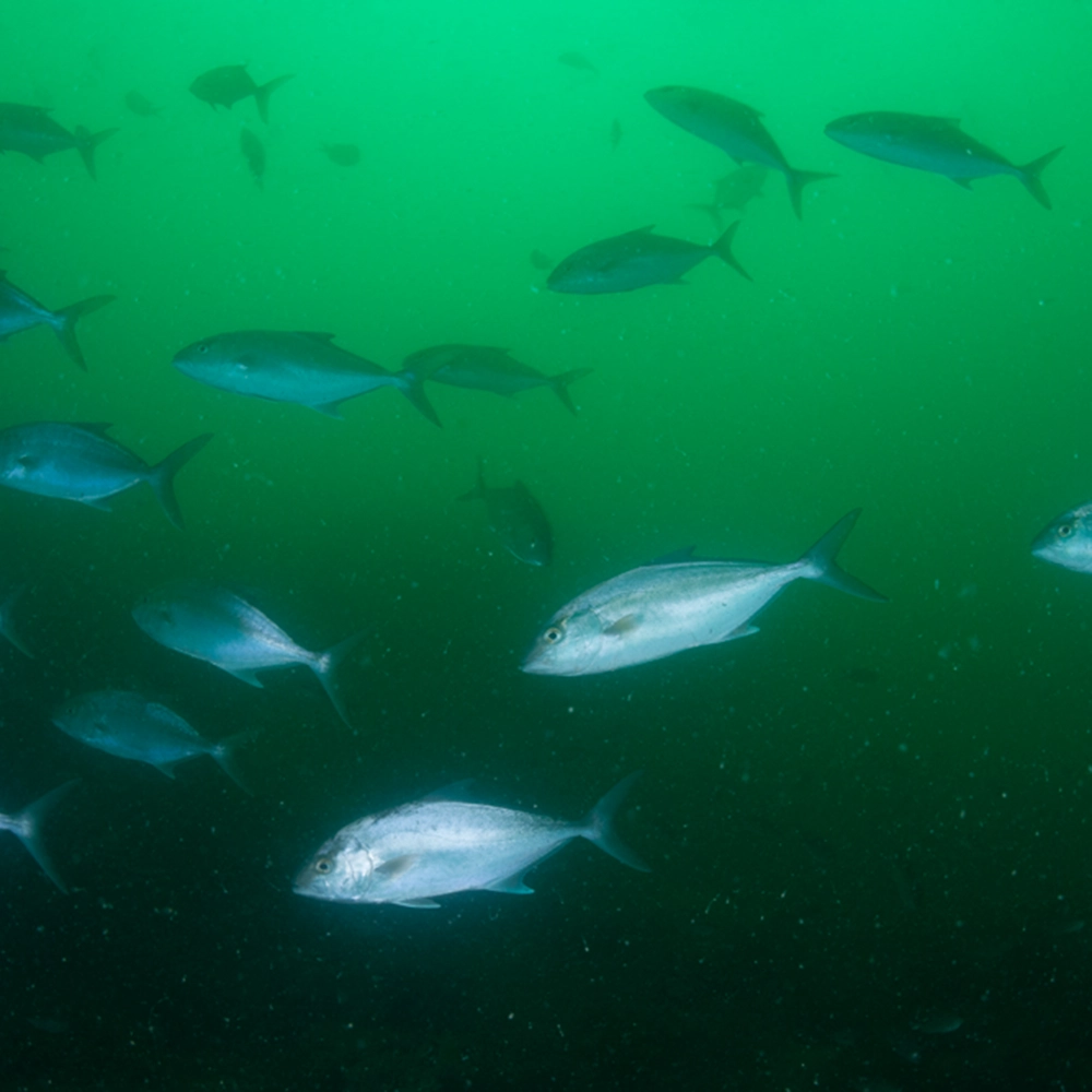 Fortuno, especie que habita el Mar Pacífico Tropical