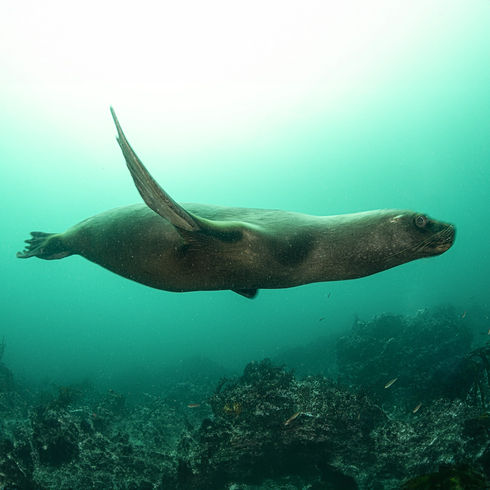 Lobo Marino Fino, especie que habita la Reserva de Paracas