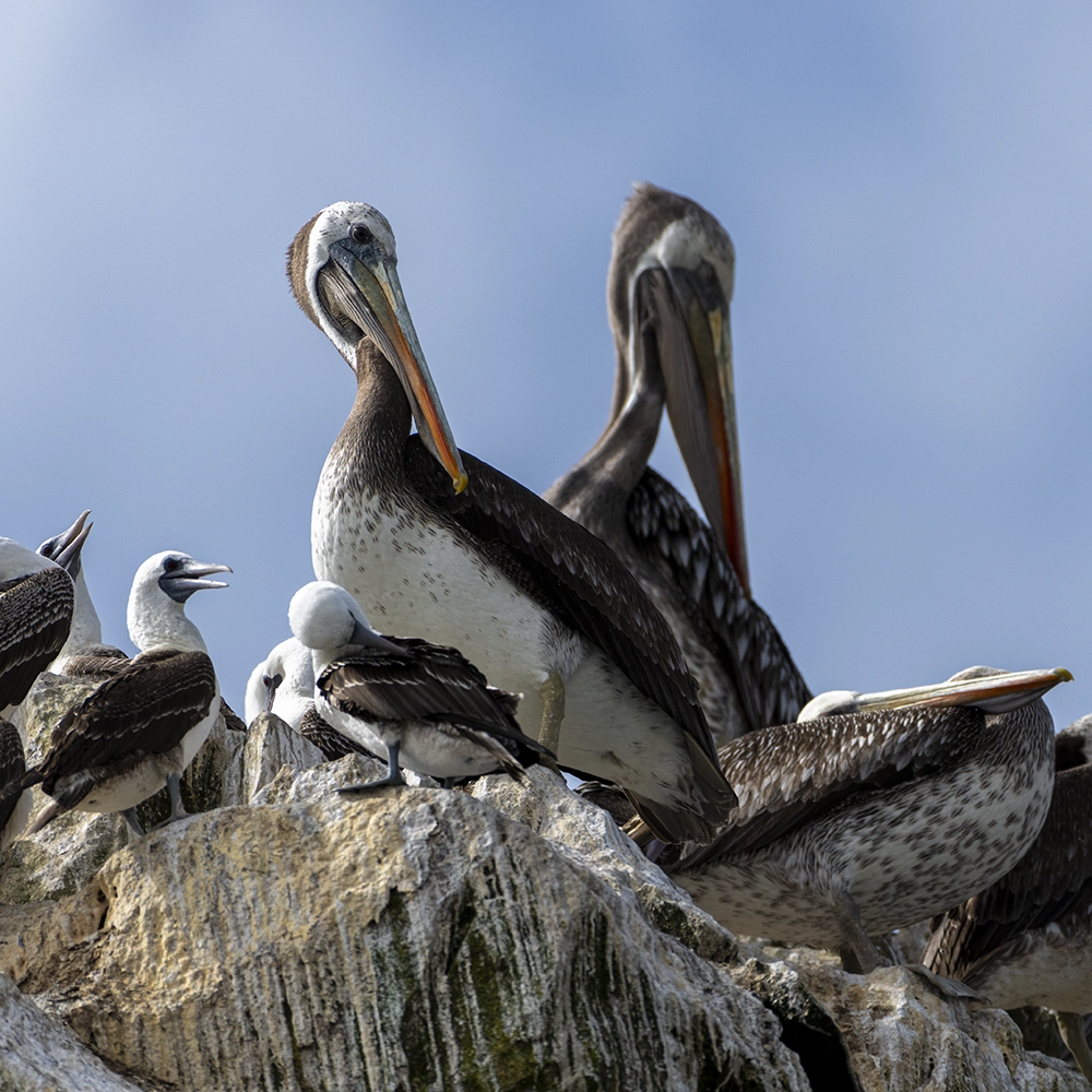 Pelicanos Peruanos, especie que habita la Reserva de Paracas