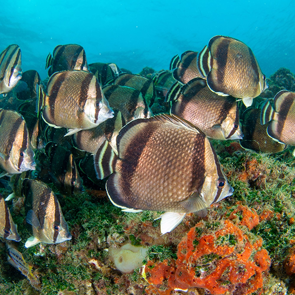 Fortuno, especie que habita el Mar Pacífico Tropical