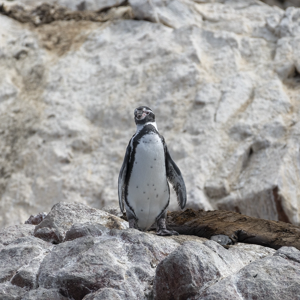 Pingüino de Humboldt, especie que habita la Reserva de Paracas