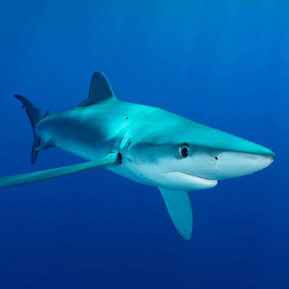 Tiburón Azul, especie importante para la pesca en la Reserva Nacional Dorsal de Nasca
