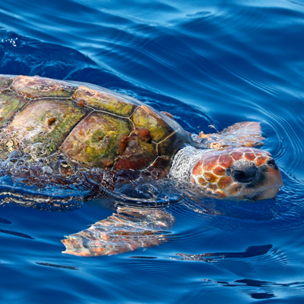 Tortuga Cabezona, especie amenazada que transita la Dorsal de Nasca
