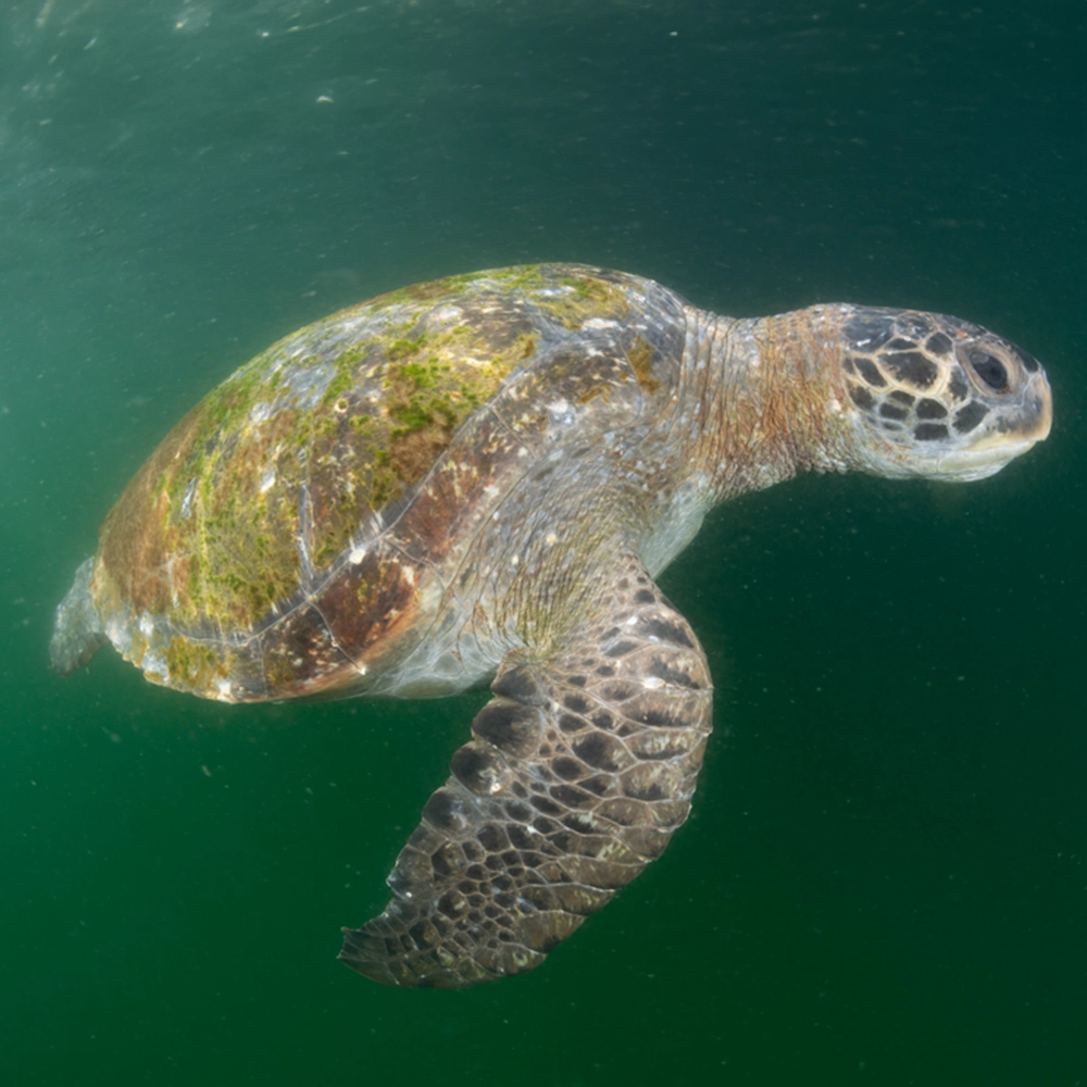 Tortuga Golfina,especie que habita el Mar Pacífico Tropical