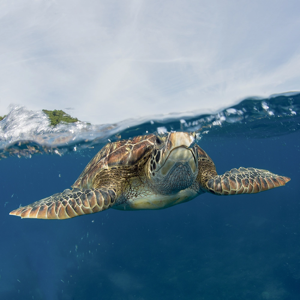 Tortuga Verde, especie que habita el Mar Pacífico Tropical