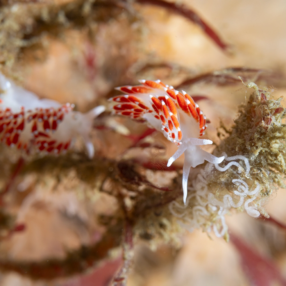 Nudibranquios, especie que habita la Reserva de Paracas